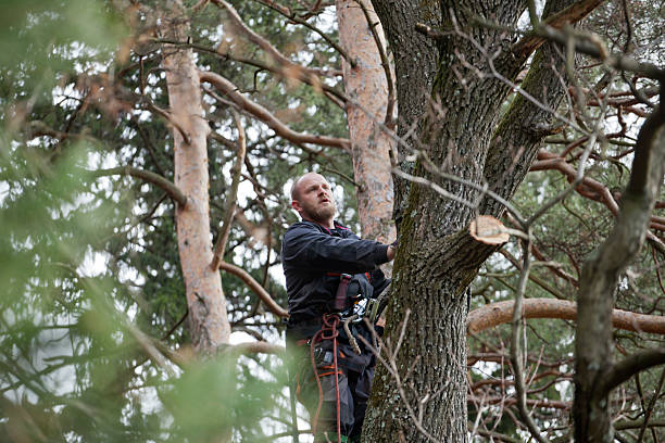 Best Tree Removal  in Pelzer, SC