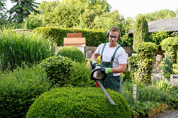 Lawn Renovation and Restoration in Pelzer, SC