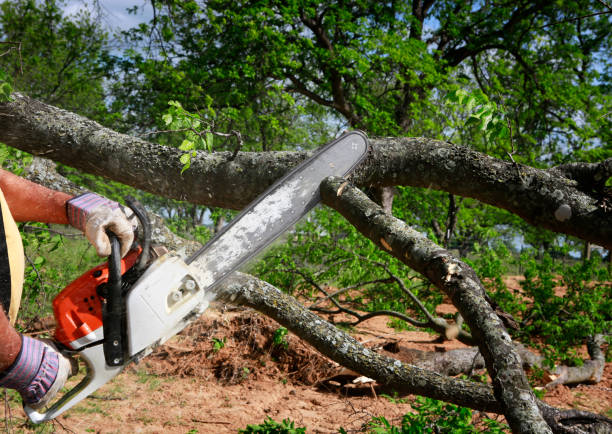 Pelzer, SC Tree Services Company