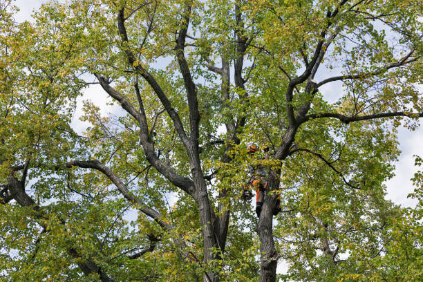 How Our Tree Care Process Works  in  Pelzer, SC